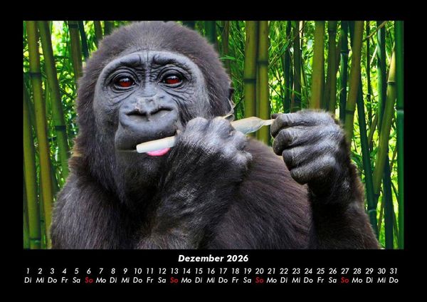 Produktbild: Welt der Affen 2026 Fotokalender DIN A3