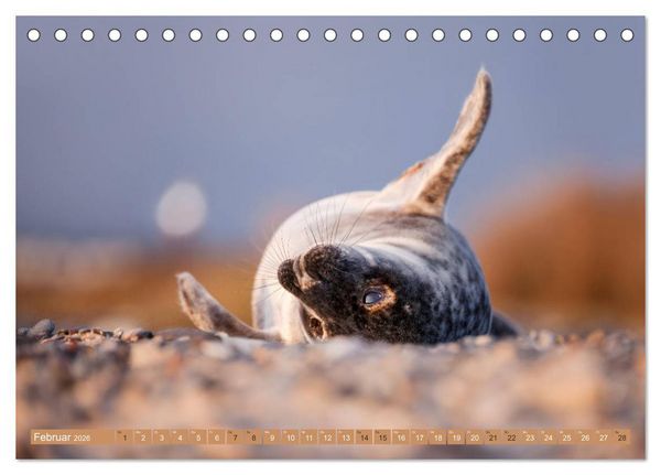 Produktbild: Helgoland - Das Leben auf der D&uuml;ne Helgolands (Tischkalender 2026 DIN A5 quer), CALVENDO Monatskalender