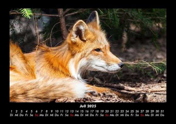 Produktbild: Welt der Tiere 2025 Fotokalender DIN A3