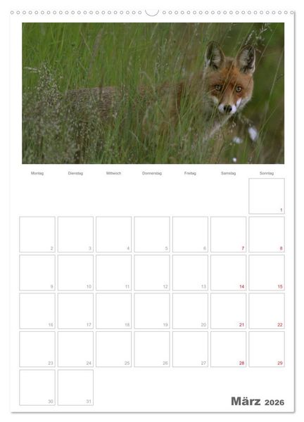Produktbild: Rehe & Co / Planer (hochwertiger Premium Wandkalender 2026 DIN A2 hoch), Kunstdruck in Hochglanz