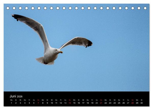 Produktbild: Spontane Fotografie - M&ouml;wen (Tischkalender 2026 DIN A5 quer), CALVENDO Monatskalender