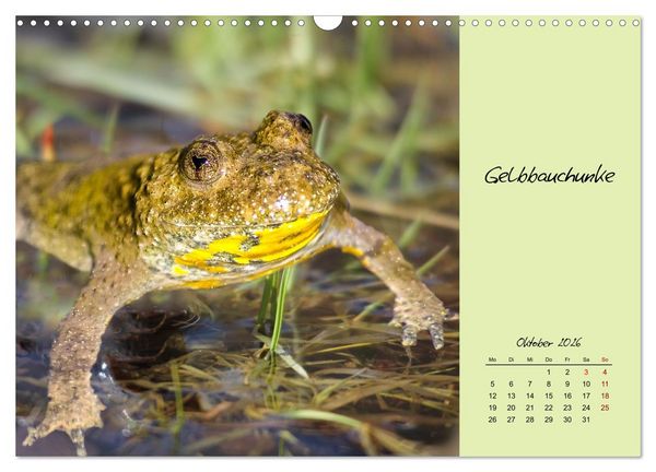 Produktbild: Heimische und exotische Amphibien (Wandkalender 2026 DIN A3 quer), CALVENDO Monatskalender