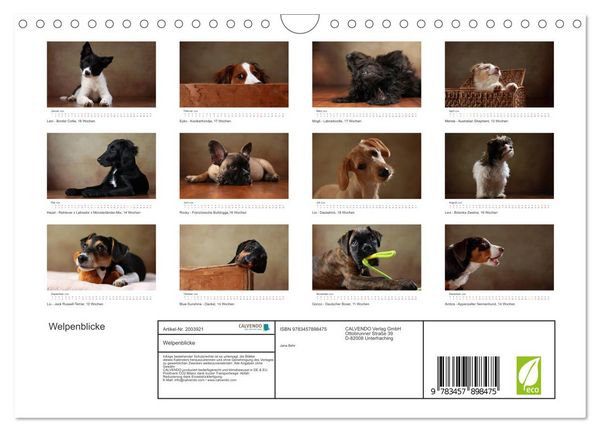 Produktbild: Welpenblicke (Wandkalender 2026 DIN A4 quer), CALVENDO Monatskalender