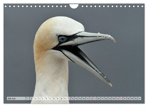 Produktbild: Sch&ouml;ne Basst&ouml;lpel (Wandkalender 2026 DIN A4 quer), CALVENDO Monatskalender