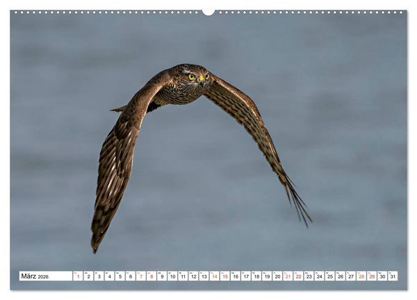 Produktbild: Heimische GREIFV&Ouml;GEL Adler Milan Bussard Weihe Sperber (Wandkalender 2026 DIN A2 quer), CALVENDO Monatskalender
