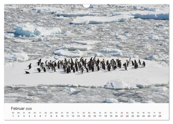Produktbild: Pinguine - Die sympathischen Frack-Tr&auml;ger (Wandkalender 2026 DIN A3 quer), CALVENDO Monatskalender