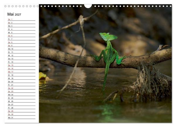 Produktbild: Costa Rica &ndash; Tierparadies im Regenwald (Wandkalender 2027 DIN A3 quer), CALVENDO Monatskalender