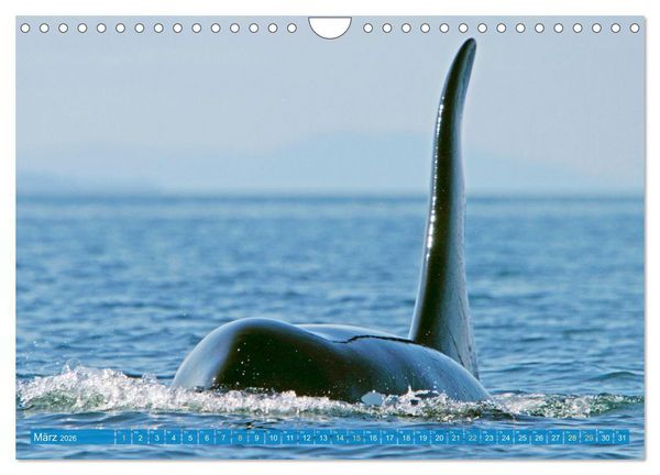Produktbild: Orcas: Schwarz-wei&szlig;e Giganten (Wandkalender 2026 DIN A4 quer), CALVENDO Monatskalender