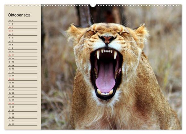 Produktbild: L&ouml;wen. Majest&auml;tische Kraft (Wandkalender 2026 DIN A2 quer), CALVENDO Monatskalender
