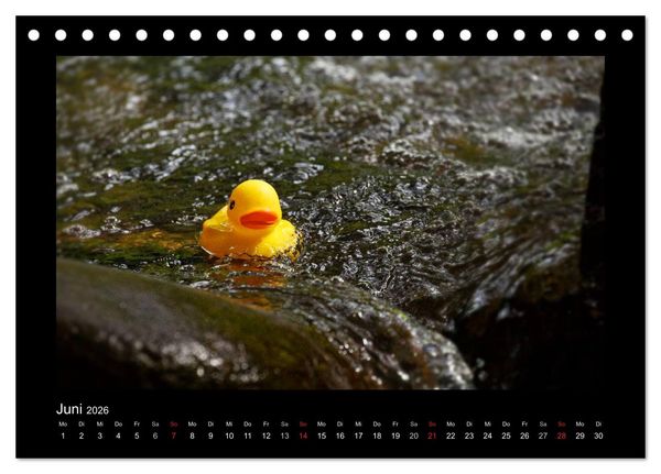 Produktbild: Enten-Rennen (Tischkalender 2026 DIN A5 quer), CALVENDO Monatskalender