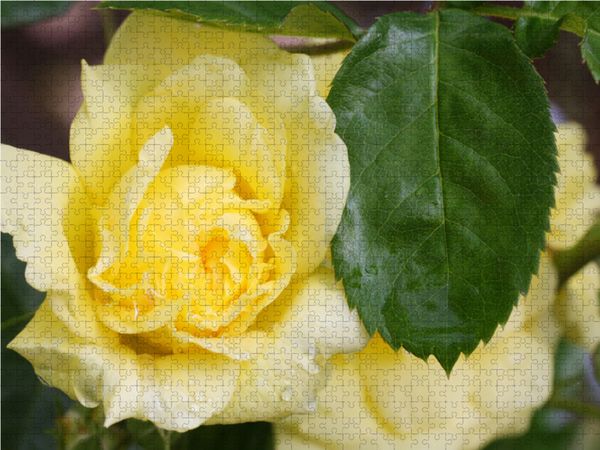 Produktbild: CALVENDO Puzzle Rosa 'Yellow Meilove' 1000 Teile Lege-Gr&ouml;&szlig;e 64 x 48 cm Foto-Puzzle Bild von Gisela Kruse