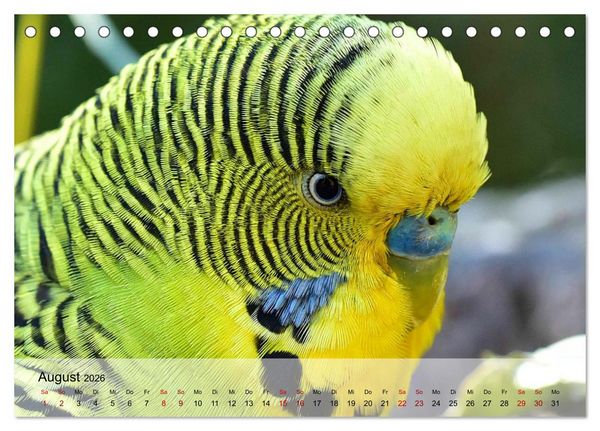 Produktbild: Wellensittiche - gesellige Freunde (Tischkalender 2026 DIN A5 quer), CALVENDO Monatskalender
