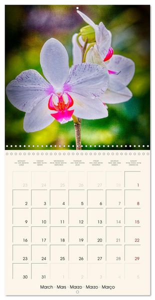 Produktbild: Phalaenopsis, la reine des Orchid&eacute;es (Calendrier mural carr&eacute; 2026 30x30 cm) Calendrier double avec une page pour vos prises de notes