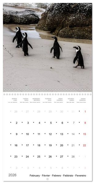 Produktbild: Adventure South Africa 2026 (Wall Calendar 2026 12 &times; 12 Inch) CALVENDO 12 Month Wall Calendar