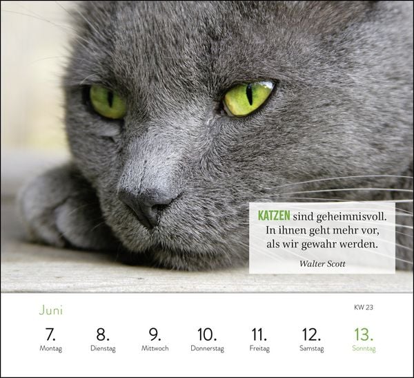 Produktbild: Wochenkalender 2027: Kluge Katzen