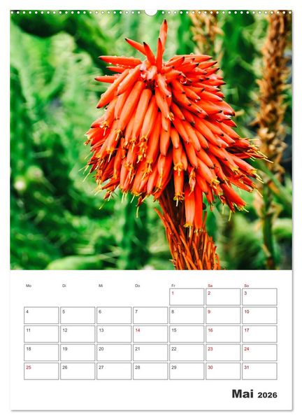 Produktbild: Dornige Sch&ouml;nheiten - Kakteen und Sukkulenten (Wandkalender 2026 DIN A2 hoch), CALVENDO Monatskalender