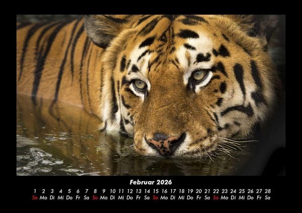 Produktbild: Tiger 2026 Fotokalender DIN A3