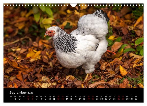 Produktbild: Neues von den Gartenh&uuml;hnern (Wandkalender 2026 DIN A3 quer), CALVENDO Monatskalender