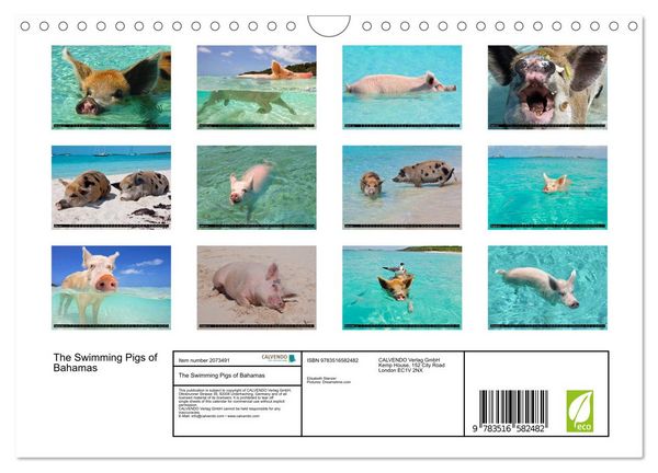Produktbild: The Swimming Pigs of Bahamas (Wall Calendar 2026 DIN A4 landscape), CALVENDO 12 Month Wall Calendar