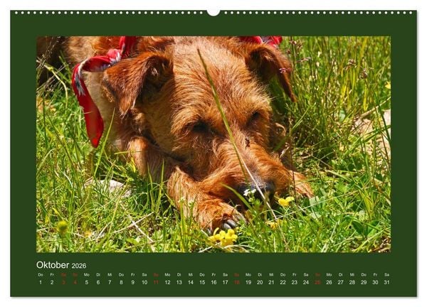 Produktbild: Kelly, der Irish Terrier - innen und au&szlig;en aus Gold (hochwertiger Premium Wandkalender 2026 DIN A2 quer), Kunstdruck in Hochglanz