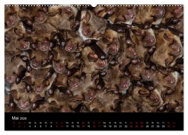 Produktbild: Flederm&auml;use - J&auml;ger der Nacht (Wandkalender 2026 DIN A2 quer), CALVENDO Monatskalender