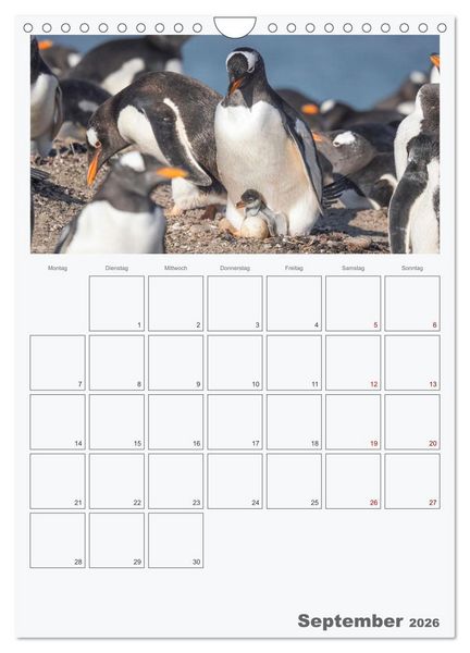 Produktbild: Alltag bei den Pinguinen auf Falkland (Wandkalender 2026 DIN A4 hoch), CALVENDO Monatskalender