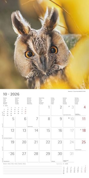 Produktbild: Alpha Edition - Eulen 2026 Broschürenkalender, 30x30cm, Wandkalender mit Platz für Notizen und Termine, beeindruckende Eulen-Motive, Monatsübersicht u