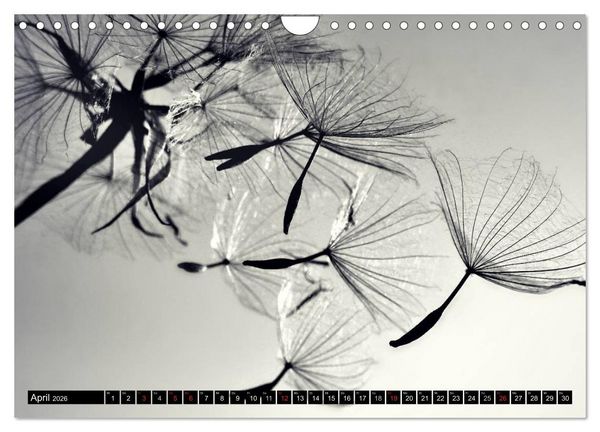 Produktbild: Pusteblume - Impressionen in schwarzwei&szlig; (Wandkalender 2026 DIN A4 quer), CALVENDO Monatskalender