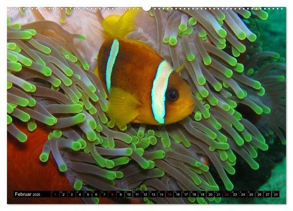 Produktbild: Fische und Meerestiere (hochwertiger Premium Wandkalender 2026 DIN A2 quer), Kunstdruck in Hochglanz