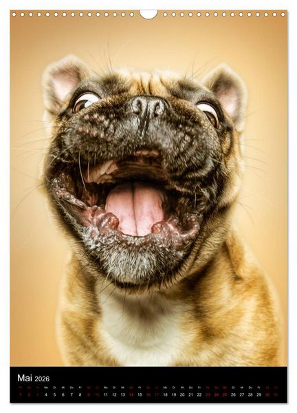 Produktbild: Funny Faces - Lustige Hundebilder (Wandkalender 2026 DIN A3 hoch), CALVENDO Monatskalender