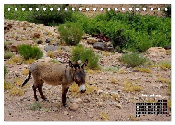 Produktbild: Jordanien. K&ouml;nigreich in der W&uuml;ste (Tischkalender 2026 DIN A5 quer), CALVENDO Monatskalender