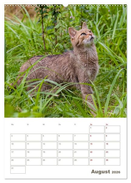 Produktbild: Europ&auml;ische Wildkatzen - Jahresplaner (Wandkalender 2026 DIN A2 hoch), CALVENDO Monatskalender