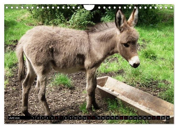 Produktbild: Haus- und Hoftiere (Wandkalender 2026 DIN A4 quer), CALVENDO Monatskalender