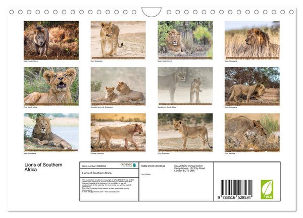 Produktbild: Lions of Southern Africa (Wall Calendar 2026 DIN A4 landscape), CALVENDO 12 Month Wall Calendar