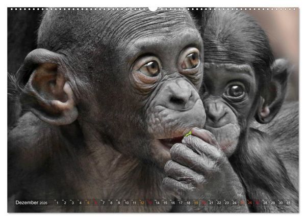 Produktbild: MENSCHENAFFENKINDER 2 (Wandkalender 2026 DIN A2 quer), CALVENDO Monatskalender