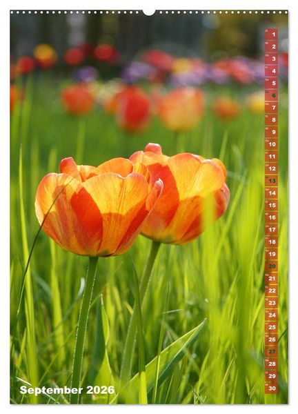 Produktbild: Bunte Tulpenpracht (Wandkalender 2026 DIN A2 hoch), CALVENDO Monatskalender