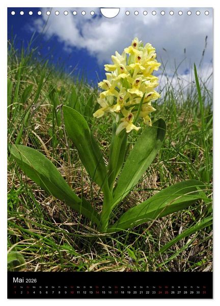 Produktbild: Orchideen in S&uuml;deuropa (Wandkalender 2026 DIN A4 hoch), CALVENDO Monatskalender