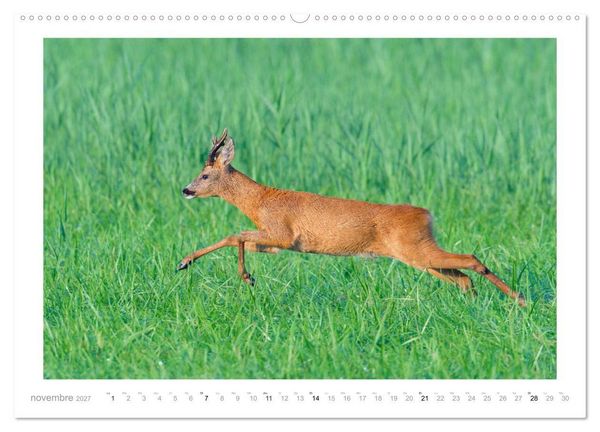 Produktbild: Un an avec des chevreuils (Calendrier mural haut de gamme 2027 DIN A2 vertical), CALVENDO calendrier mensuel