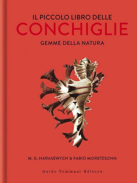 Produktbild: Il piccolo libro delle conchiglie. Gemme della natura