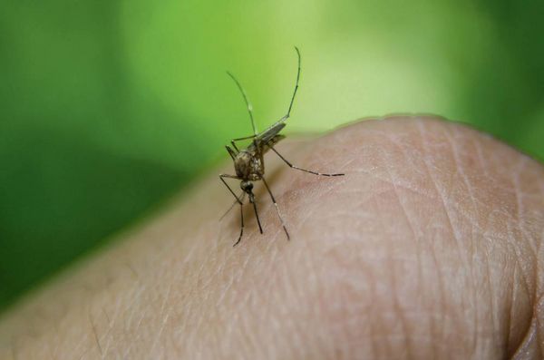 Produktbild: Gardigo mosquito repeller 66985 Insektenvertreiber Ultraschall (B x H x T) 65 x 65 x 68 mm Wei&szlig; 1 St.