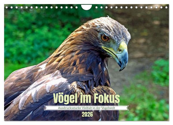 Vögel im Fokus - Ausdrucksstarke Vielfalt in der Vogelwelt (Wandkalender 2026 DIN A4 quer), CALVENDO Monatskalender