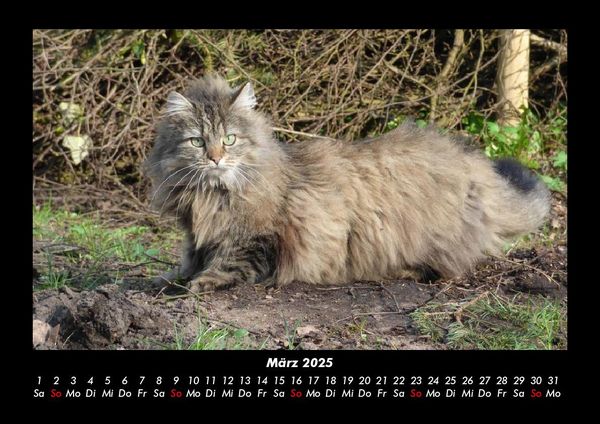 Produktbild: F&uuml;r Katzenfreunde 2025 Fotokalender DIN A3
