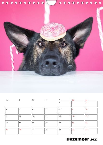 Dogs - funny moments Schräge Hunde in komischen Situationen (Wandkalender 2023 DIN A4 hoch)