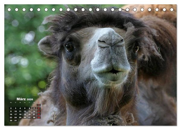 Produktbild: Kamele (Tischkalender 2026 DIN A5 quer), CALVENDO Monatskalender