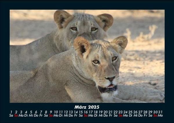 Produktbild: L&ouml;wen in der Wildnis 2025 Fotokalender DIN A5