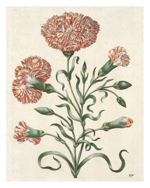 Produktbild: Maria Sibylla Merian: The New Book of Flowers/Neues Blumenbuch