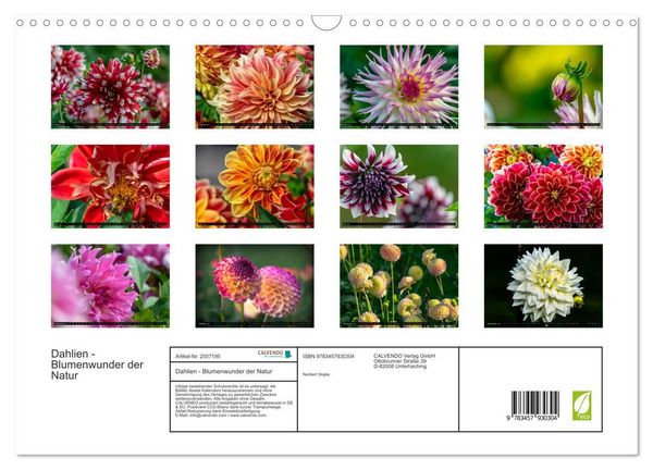 Produktbild: Dahlien - Blumenwunder der Natur (Wandkalender 2026 DIN A3 quer), CALVENDO Monatskalender