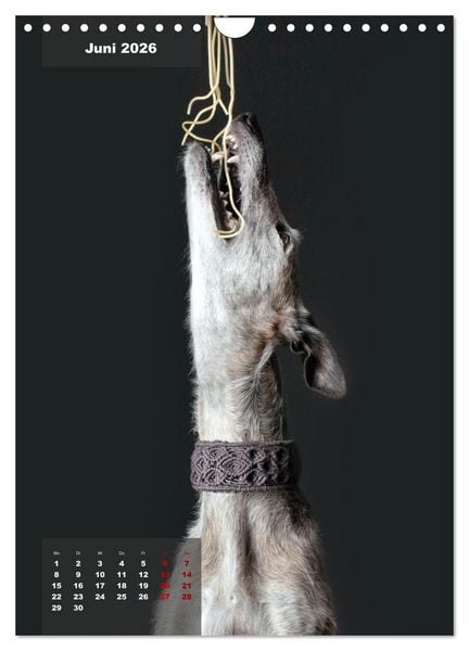 Produktbild: UNDERDOG - Windhundportraits (Wandkalender 2026 DIN A4 hoch), CALVENDO Monatskalender