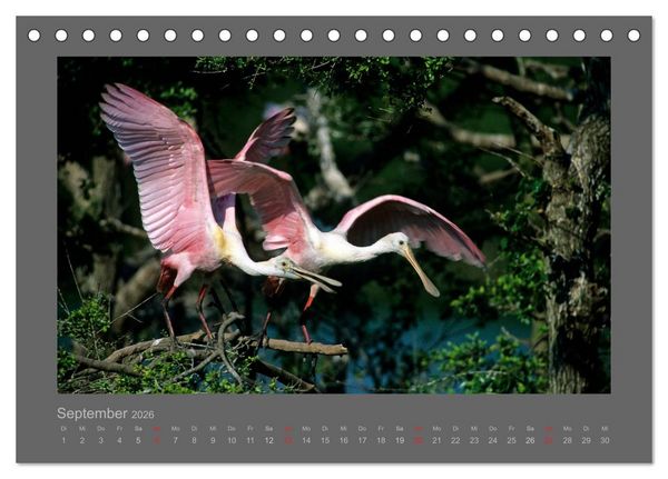 Produktbild: V&Ouml;GEL (Tischkalender 2026 DIN A5 quer), CALVENDO Monatskalender