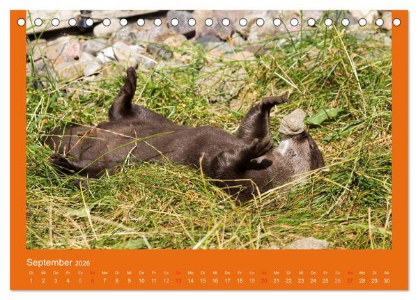 Produktbild: Tierkinder (Tischkalender 2026 DIN A5 quer), CALVENDO Monatskalender